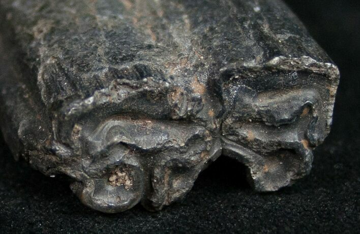 Pleistocene Aged Fossil Horse Tooth - Florida #10295